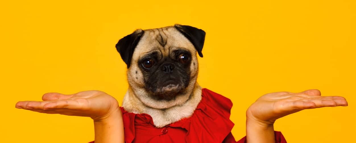 A pug wearing a red outfit sits with its head between two raised hands, palms up, against a bright yellow background. The dogs expression appears puzzled or uncertain.